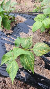 팜모닝 기타작물·병해충상담 게시글 이미지