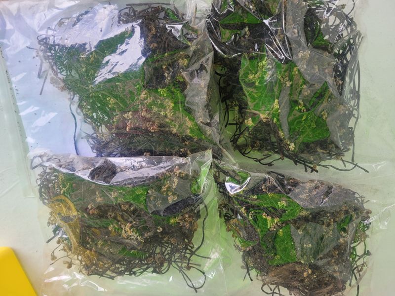 임선희님의 장터 판매 상품 [건고사리] 첨부 사진