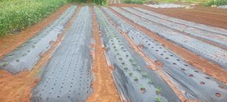 송인만님의 5월 내 작물 자랑하기 · 참여글 작성글 사진