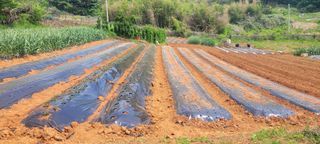 송인만님의 5월 내 작물 자랑하기 · 참여글 작성글 사진