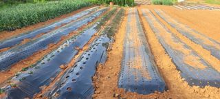 송인만님의 5월 내 작물 자랑하기 · 참여글 작성글 사진