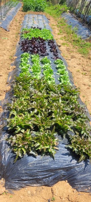 송인만님의 5월 내 작물 자랑하기 · 참여글 작성글 사진