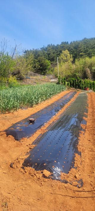 송인만님의 5월 내 작물 자랑하기 · 참여글 작성글 사진