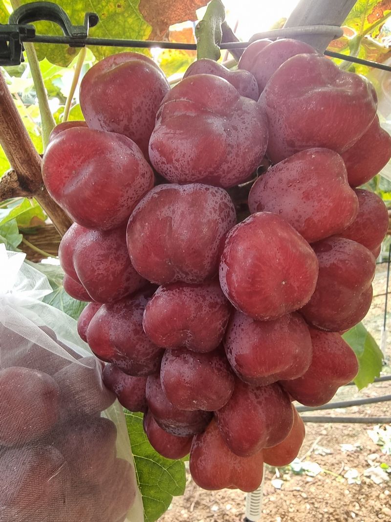 뿌리묘목농원님의 장터 판매 상품 [포도나무 미화희 접목 1년생 S04 (특묘)] 첨부 사진