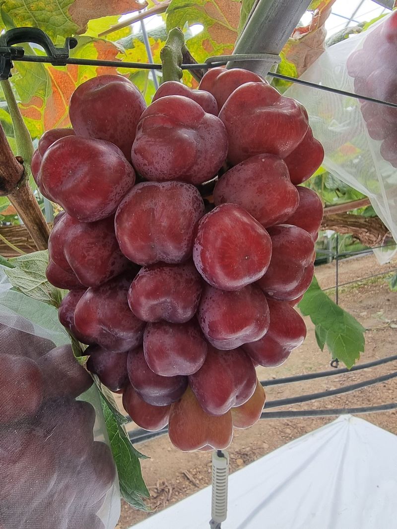 장터 상품 [포도나무 미화희 접목 1년생 S04 (특묘)] 썸네일