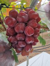 팜모닝 · 게시글 이미지