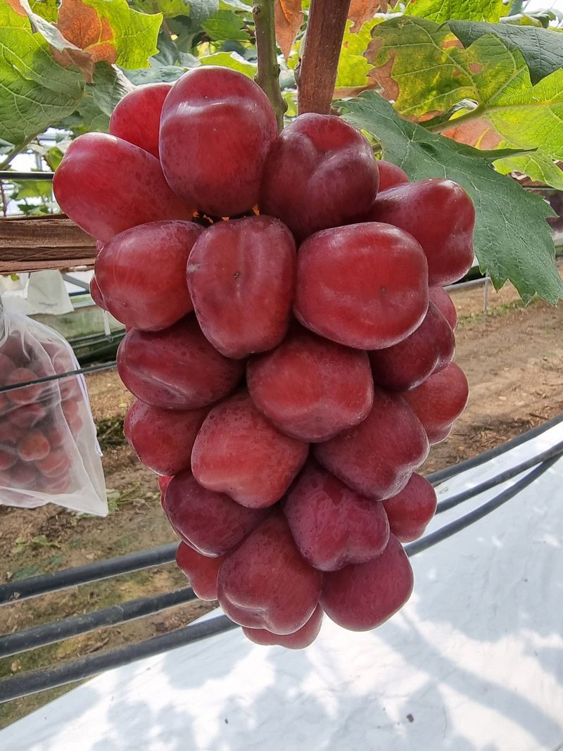 뿌리묘목농원님의 장터 판매 상품 [포도나무 미화희 접목 1년생 S04 (특묘)] 첨부 사진