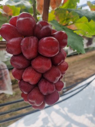 뿌리묘목농원님의 작성글 사진