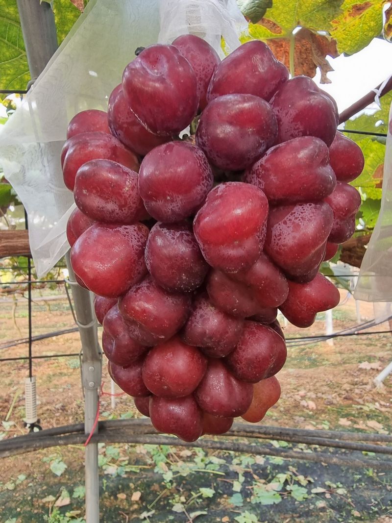 뿌리묘목농원님의 장터 판매 상품 [포도나무 미화희 접목 1년생 S04 (특묘)] 첨부 사진