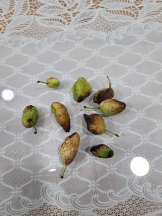 이경주님의 자두 · 병해충상담 작성글 사진