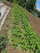 팜모닝 5월 내 작물 자랑하기·참여글 게시글 이미지