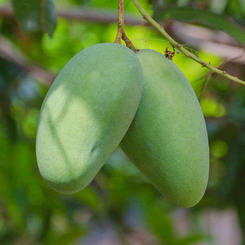 장터 상품 [ (마감)문의가 많아 5월10일 하루 더 진행하겠습니다.] 썸네일