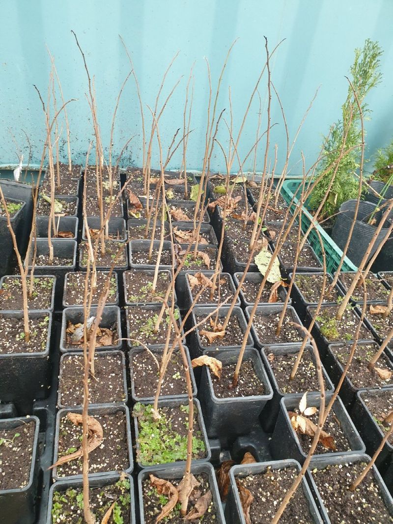 보미어르신님의 장터 판매 상품 [ (마감)문의가 많아 5월10일 하루 더 진행하겠습니다.] 첨부 사진