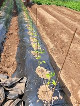 팜모닝 5월 내 작물 자랑하기·참여글 게시글 이미지