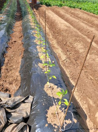 고향에서 고추님의 5월 내 작물 자랑하기 · 참여글 작성글 사진