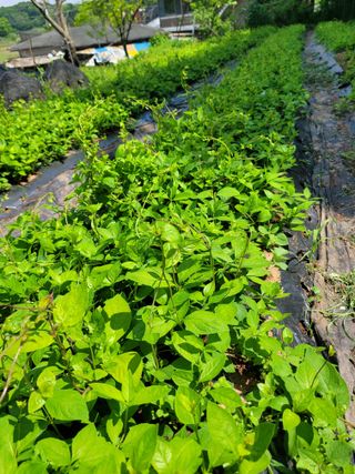 고향에서 고추님의 5월 내 작물 자랑하기 · 참여글 작성글 사진