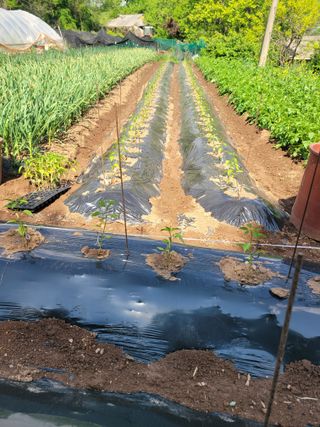 고향에서 고추님의 5월 내 작물 자랑하기 · 참여글 작성글 사진