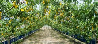 최용한님의 5월 내 작물 자랑하기 · 참여글 작성글 사진