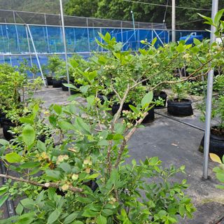 오이10321님의 5월 내 작물 자랑하기 · 참여글 작성글 사진