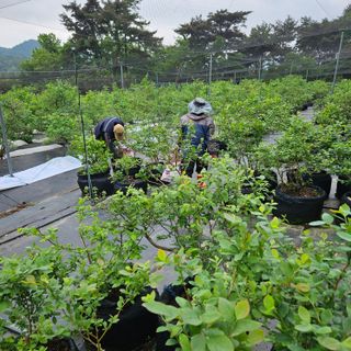 오이10321님의 5월 내 작물 자랑하기 · 참여글 작성글 사진