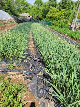 고향에서 고추님의 5월 내 작물 자랑하기 · 참여글 작성글 사진