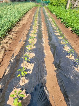 고향에서 고추님의 5월 내 작물 자랑하기 · 참여글 작성글 사진