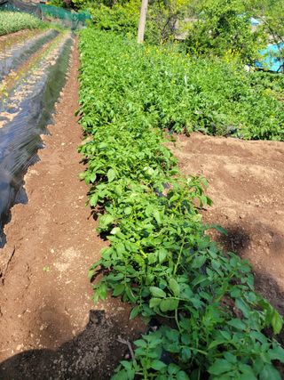 고향에서 고추님의 5월 내 작물 자랑하기 · 참여글 작성글 사진