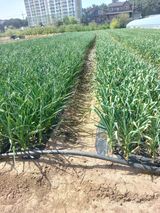 팜모닝 5월 내 작물 자랑하기·참여글 게시글 이미지