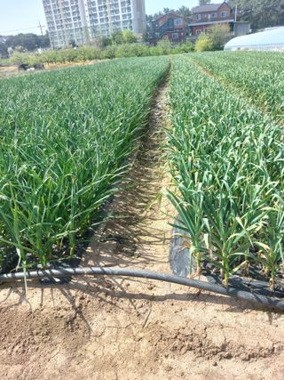 이민호백곰님의 5월 내 작물 자랑하기 · 참여글 작성글 사진