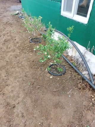 이민호백곰님의 5월 내 작물 자랑하기 · 참여글 작성글 사진