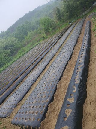 김팔열님의 5월 내 작물 자랑하기 · 참여글 작성글 사진