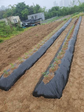 김팔열님의 5월 내 작물 자랑하기 · 참여글 작성글 사진