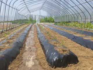 김팔열님의 5월 내 작물 자랑하기 · 참여글 작성글 사진