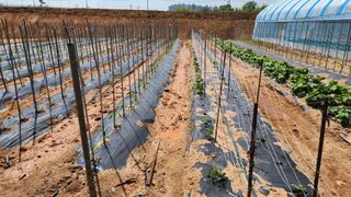 안종연님의 5월 내 작물 자랑하기 · 참여글 작성글 사진