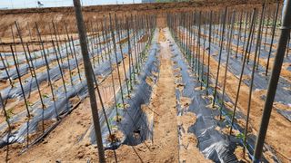 안종연님의 5월 내 작물 자랑하기 · 참여글 작성글 사진