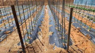 안종연님의 5월 내 작물 자랑하기 · 참여글 작성글 사진