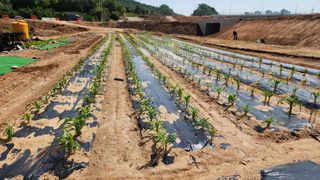 안종연님의 5월 내 작물 자랑하기 · 참여글 작성글 사진