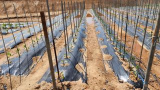 안종연님의 5월 내 작물 자랑하기 · 참여글 작성글 사진