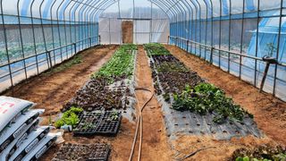 안종연님의 5월 내 작물 자랑하기 · 참여글 작성글 사진