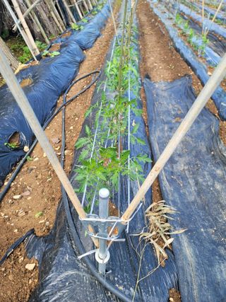 박용현 님의 5월 내 작물 자랑하기 · 참여글 작성글 사진