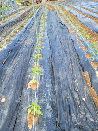 박용현 님의 5월 내 작물 자랑하기 · 참여글 작성글 사진