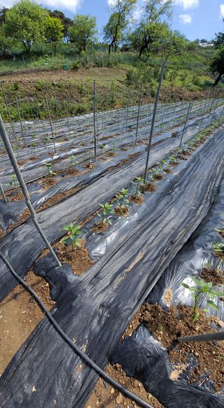 박용현 님의 5월 내 작물 자랑하기 · 참여글 작성글 사진