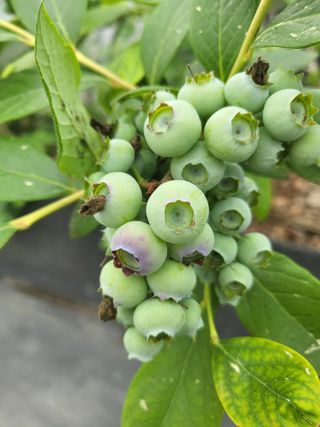 마음길베리님의 5월 내 작물 자랑하기 · 참여글 작성글 사진