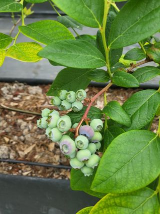 마음길베리님의 5월 내 작물 자랑하기 · 참여글 작성글 사진