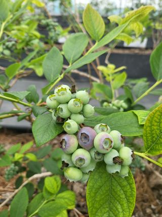 마음길베리님의 5월 내 작물 자랑하기 · 참여글 작성글 사진