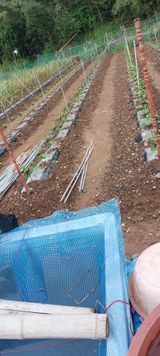 팜모닝 농사, 무엇이든 물어보세요!·참여글 게시글 이미지