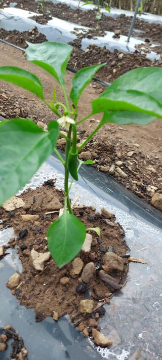 이형모님의 농사, 무엇이든 물어보세요! · 참여글 작성글 사진