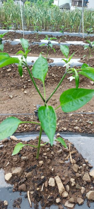 이형모님의 농사, 무엇이든 물어보세요! · 참여글 작성글 사진