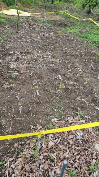 정재오님의 5월 내 작물 자랑하기 · 참여글 작성글 사진