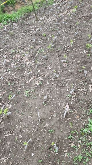 정재오님의 5월 내 작물 자랑하기 · 참여글 작성글 사진